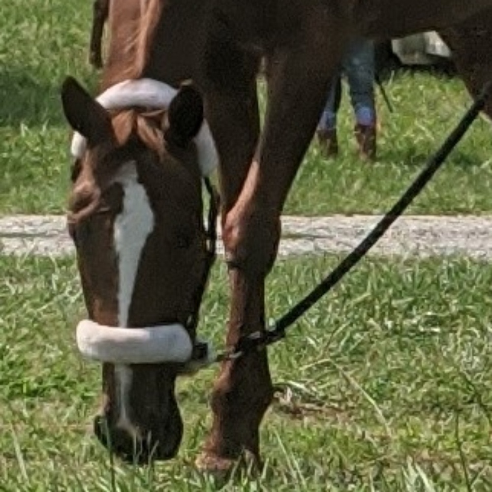 Meet your Posher, Kimber